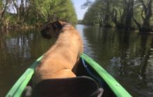 Spływ kajakowy Piaśnicą