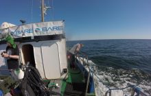 Zdjęcia z nurkowań w Kołobrzegu