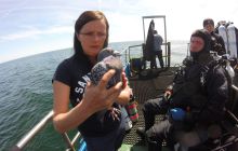 Zdjęcia z nurkowań w Kołobrzegu