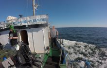 Zdjęcia z nurkowań w Kołobrzegu