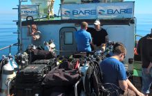 Zdjęcia z nurkowań w Kołobrzegu