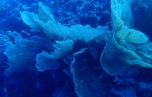 Zdjęcia z Safari Brothers Islands