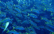 Zdjęcia z Safari Brothers Islands