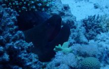 Zdjęcia z Safari Brothers Islands