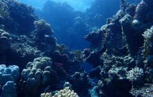 Zdjęcia z Safari Brothers Islands