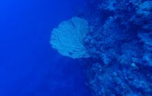 Zdjęcia z Safari Brothers Islands