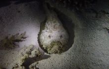 Zdjęcia z Safari Brothers Islands