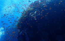 Zdjęcia z Safari Brothers Islands