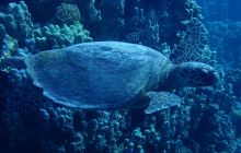 Zdjęcia z Safari Brothers Islands