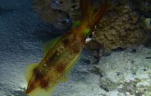 Zdjęcia z Safari Brothers Islands