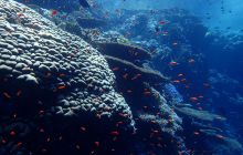 Zdjęcia z Safari Brothers Islands