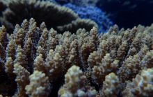 Zdjęcia z Safari Brothers Islands