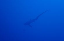 Zdjęcia z Safari Brothers Islands