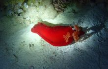 Zdjęcia z Safari Brothers Islands