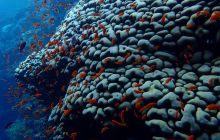 Zdjęcia z Safari Brothers Islands