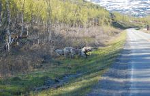 Zdjęcia z wyjazdu do Narwiku