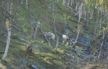 Zdjęcia z wyjazdu do Narwiku