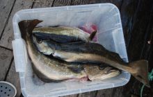 Zdjęcia z wyjazdu do Narwiku