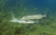 Wyjazd nad jezioro Świętajno