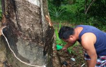 Zdjęcia z wyjazdu do Malezji 