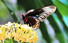 Zdjęcia z wyjazdu do Malezji 