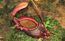 Zdjęcia z wyjazdu do Malezji 