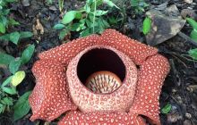 Zdjęcia z wyjazdu do Malezji 