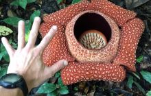 Zdjęcia z wyjazdu do Malezji 