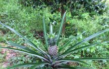 Zdjęcia z wyjazdu do Malezji 