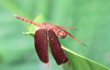 Zdjęcia z wyjazdu do Malezji 