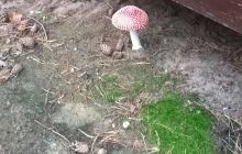 Wyjazd nad jezioro Świętajno