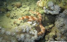 Zdjęcia z Dahab 2017