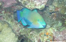 Zdjęcia z Dahab 2017