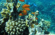 Zdjęcia z Dahab 2017