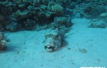 Zdjęcia z Dahab 2017