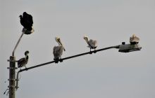 Zdjęcia z Coco Island