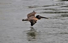 Zdjęcia z Coco Island