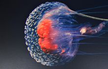 Zdjęcia z Coco Island