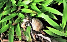 Zdjęcia z Coco Island