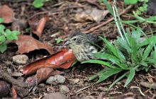 Zdjęcia z Coco Island