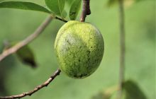 Zdjęcia z Coco Island