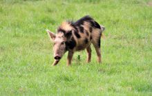 Zdjęcia z Coco Island