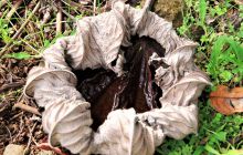 Zdjęcia z Coco Island