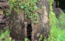 Zdjęcia z Coco Island