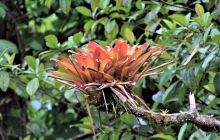 Zdjęcia z Coco Island