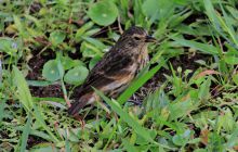 Zdjęcia z Coco Island