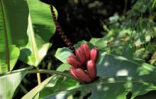 Zdjęcia z Coco Island