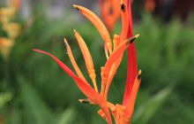 Zdjęcia z Coco Island