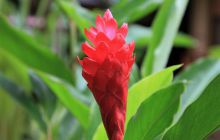 Zdjęcia z Coco Island