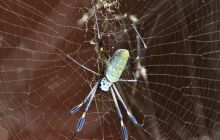 Zdjęcia z Coco Island